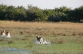 Impala in the water